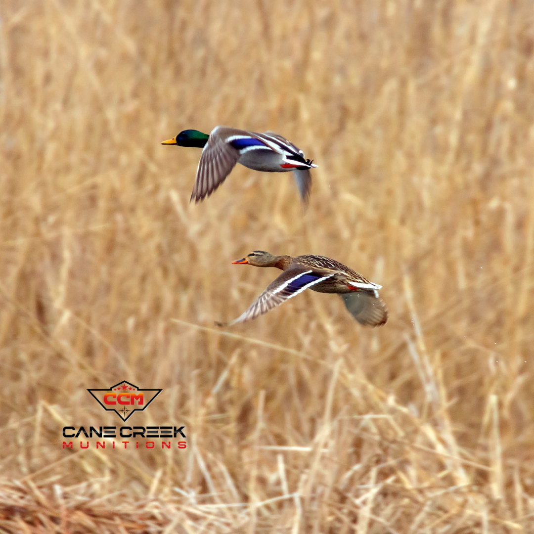 Mallard hunting Arkansas